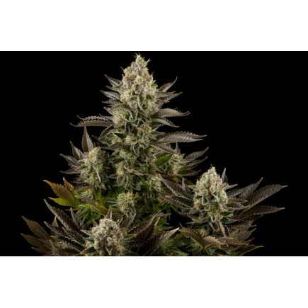 White Widow